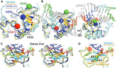 Twisting and swiveling domain motions in Cas9 to recognize target DNA duplexes, make double-strand breaks, and release cleaved duplexes